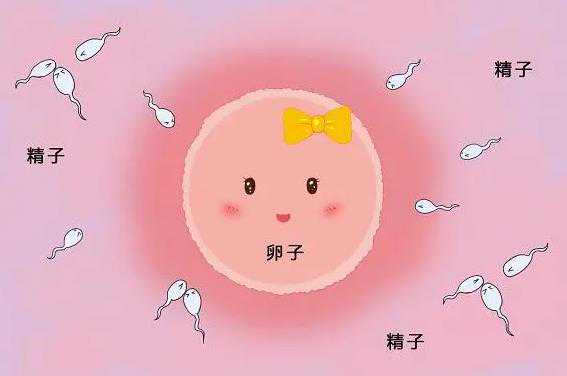 广州助孕包成功价格|三明供卵机构三代试管婴儿包男孩
